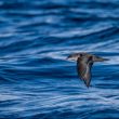 Puffin des Baléares au large de l’île d’Hoëdic